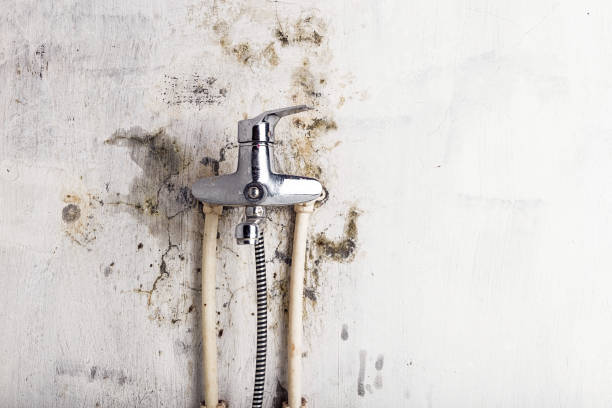 Best Mold Removal Company Near Me  in Garland, UT
