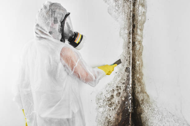 Best Crawl Space Mold Removal  in Garland, UT