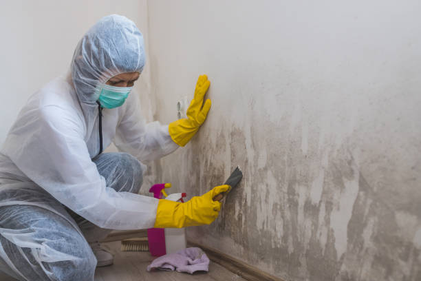 Best Toxic Mold Removal  in Garland, UT