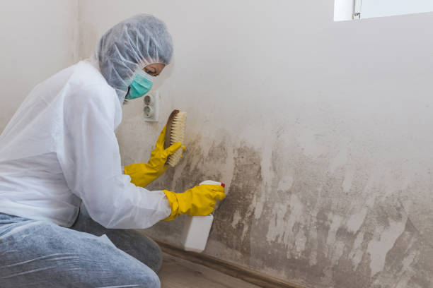 Best Local Mold Removal Service  in Garland, UT