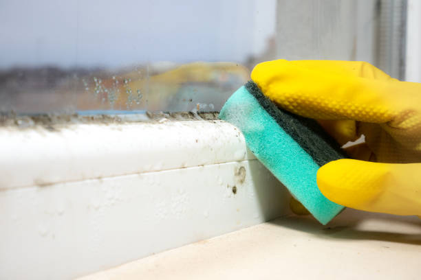 Best Affordable Mold Removal  in Garland, UT