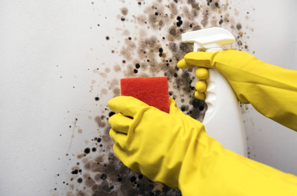 Best Mold Testing  in Garland, UT