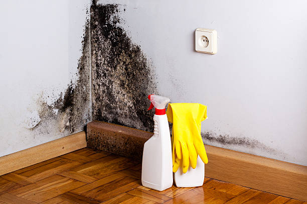 Best Mold Cleaning Services  in Garland, UT