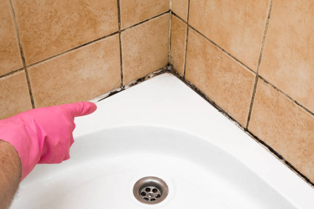 Mold Removal Process in Garland, UT